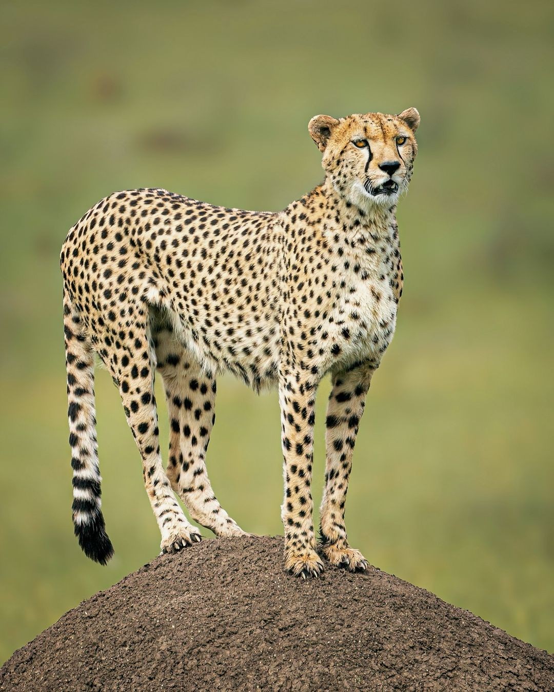 5 Ways to get the Best Kenya Safari Prices When Traveling with Family