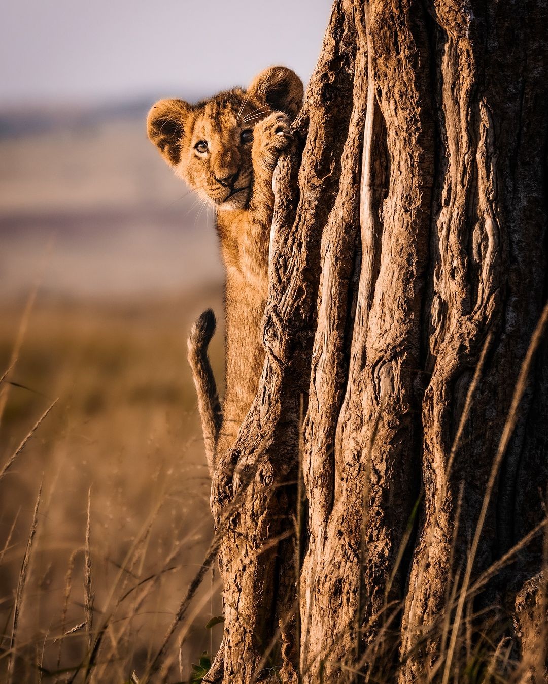 Kenya Trails Safari (Classic)